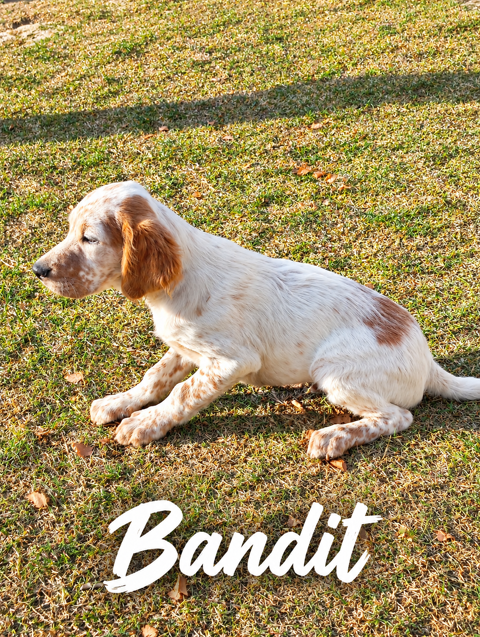 chiot setter anglais 700 12100 Millau