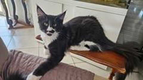   Chatons a l adoption  