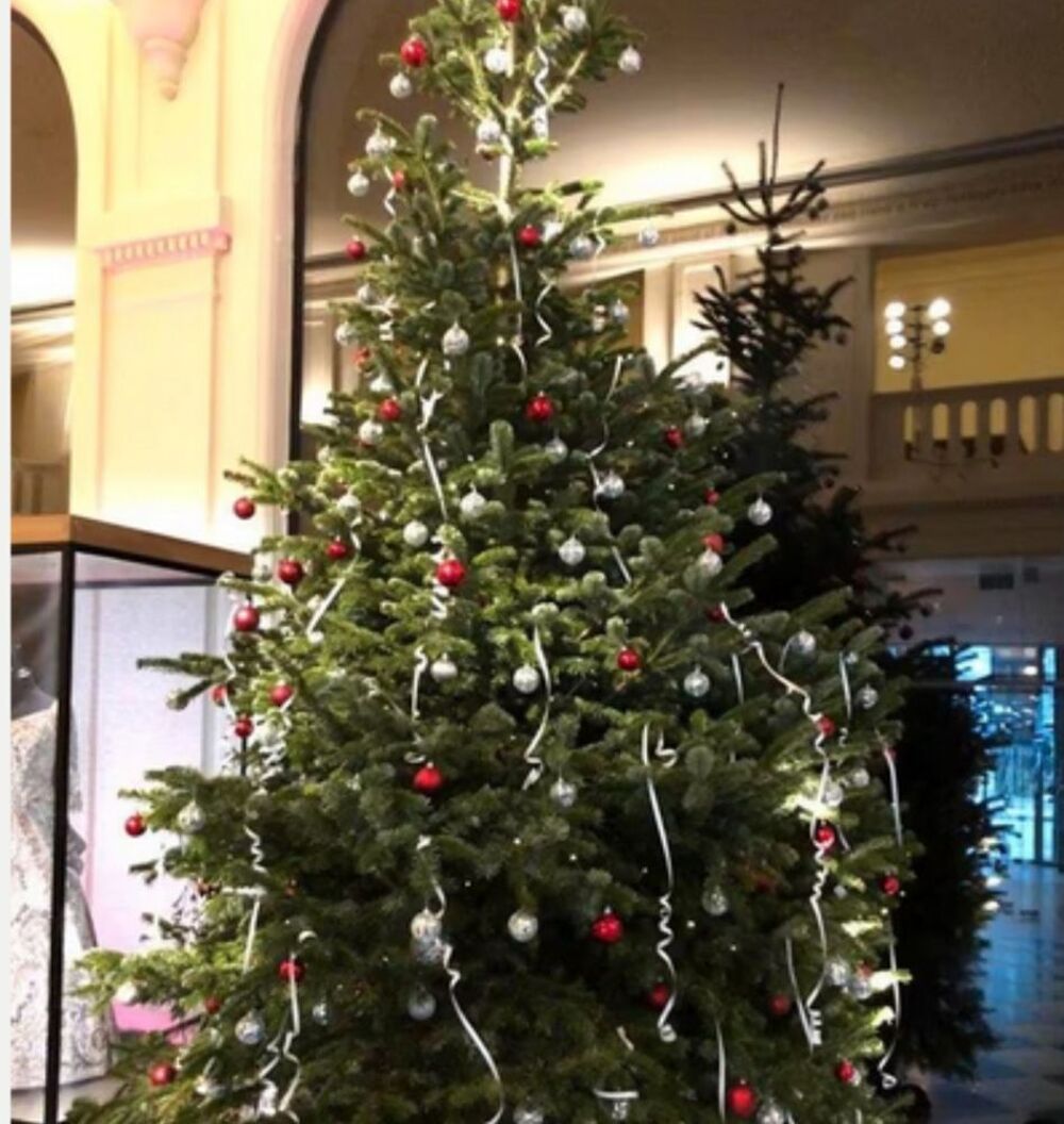 Sapins de no&euml;l Nordmann , Epic&eacute;as D�coration