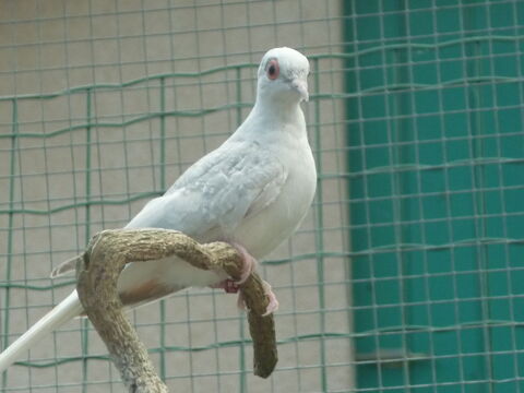 colombes diamants 43700 Le monteil