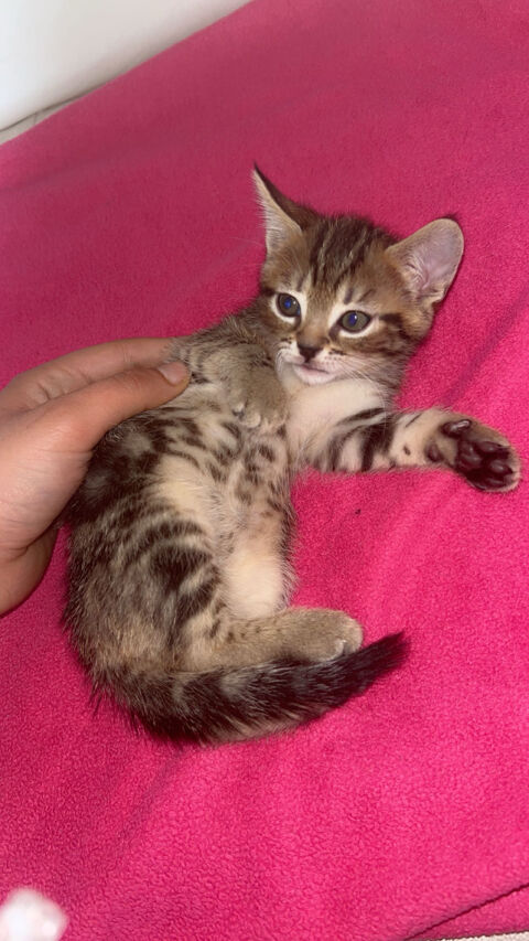 Chaton Montreuil (93)