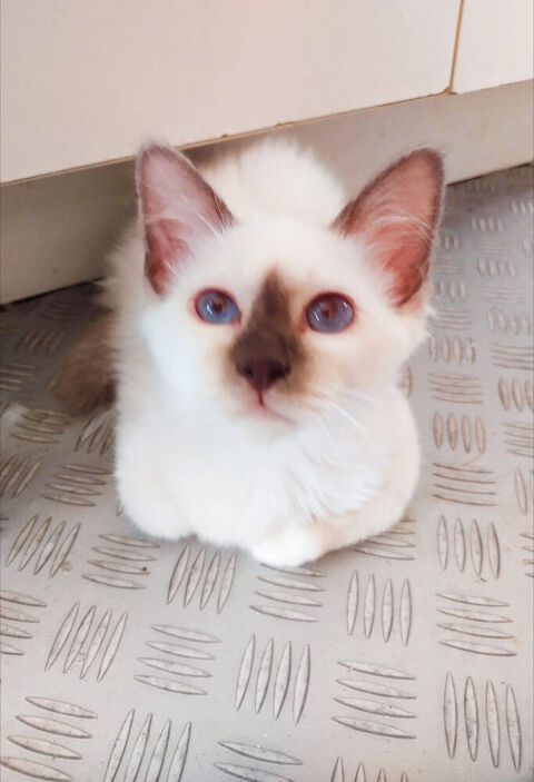 Chatons Males Sacr&eacute; de Birmanie LOOF 900 72600 Mamers