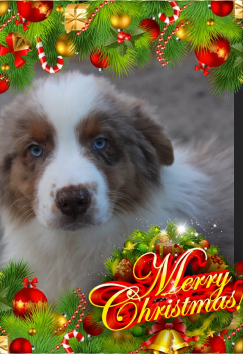 Bergers Australiens chiots LOF disponibles 800 85600 Montaigu