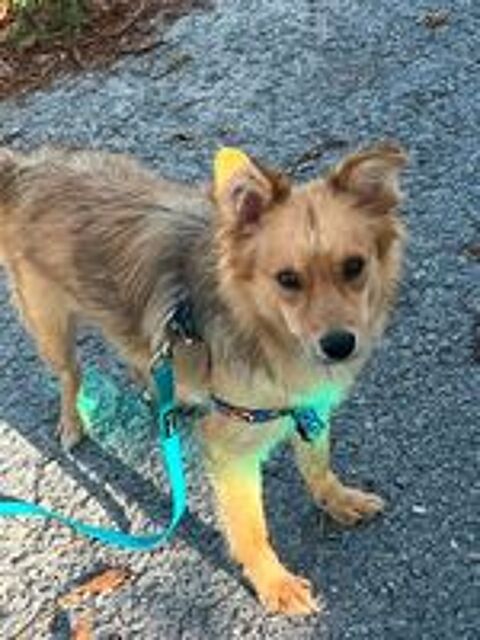   A L'ADOPTION FELISA SE TROUVE EN REFUGE UKRAINE 