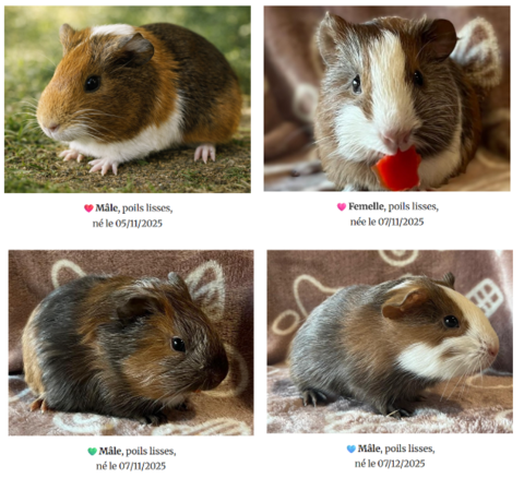 B�b�s cochons d'Inde m�le 38630 Les aveni�res