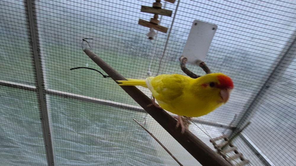   Kakariki perruche, petit perroquet  