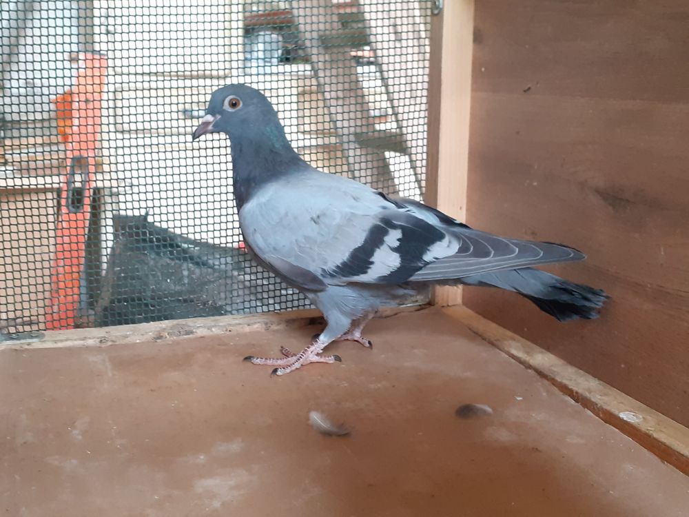   JEUNES PIGEONS TYPE VOYAGEUR  DE  COULEUR  BLEUE 