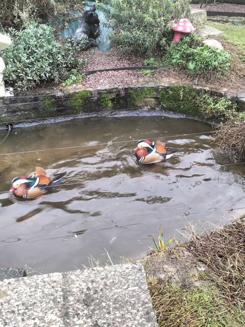 Canard mandarin 60 29820 Guilers