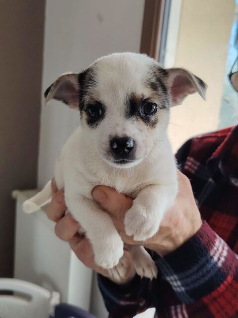 Chihuahua a reserver 699 45300 Manchecourt