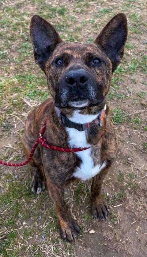 FLINN, berger 3 ans SAUVETAGE 0 34500 B�ziers