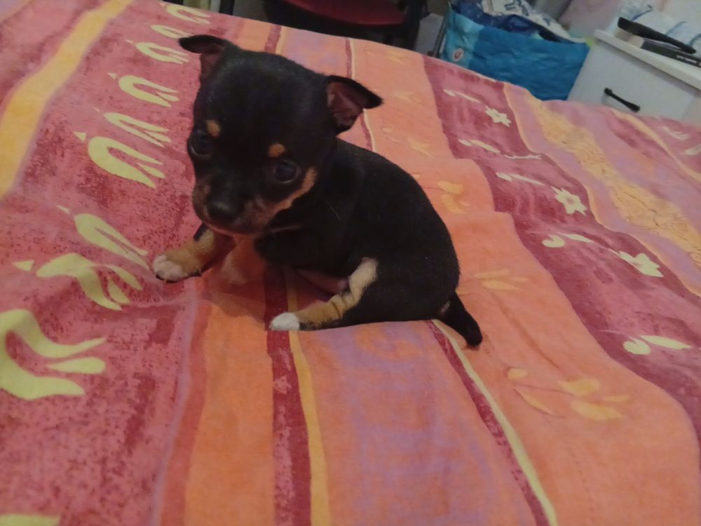   Chiots chihuahua  