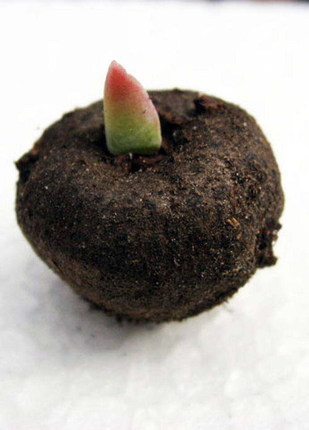 AMORPHOPHALLUS BULBE Jardin