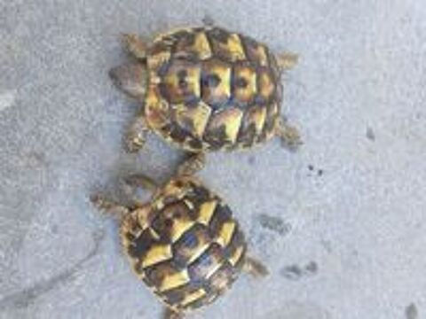   Bb tortues  1 an  