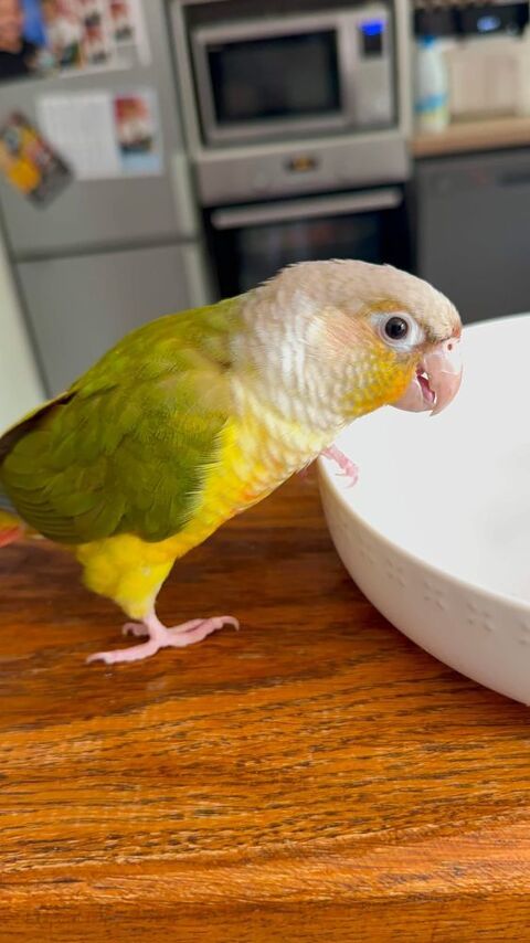 2 petits perroquets Conure de 7 mois 0 93160 Noisy-le-grand
