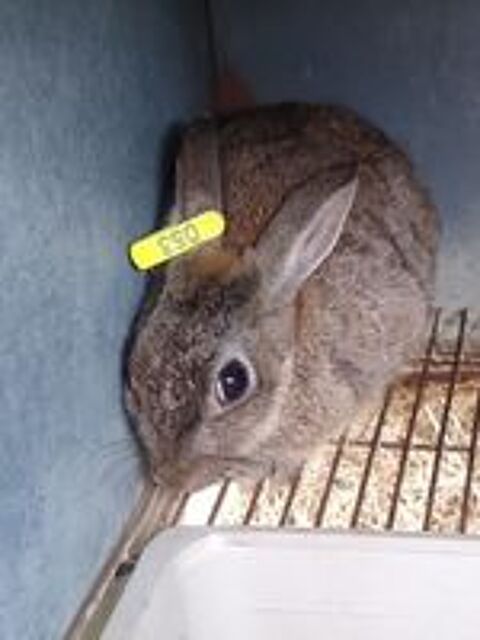   Lapins de garenne .
