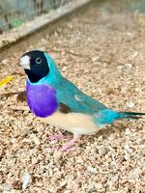   Diamant de gould bleu 