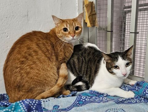 FELIPE et PIPO 480 27620 Gasny