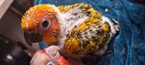   Conure Soleil (Aratinga solstitialis) 
