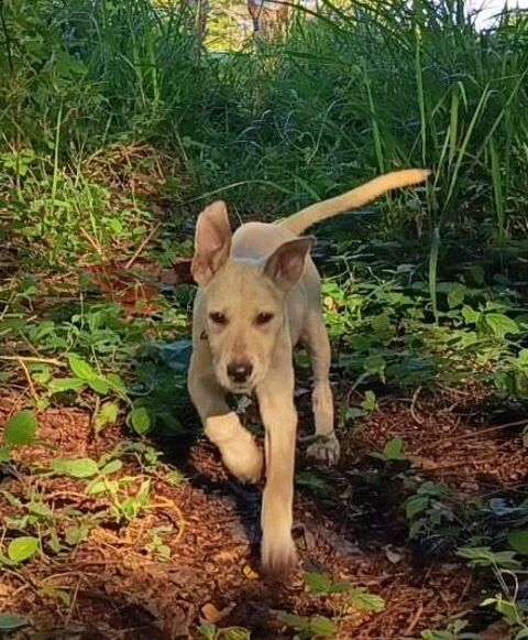 Sunka la fid&egrave;le 350 27300 Bernay