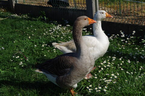 Couples oies 50 33350 Castillon-la-bataille