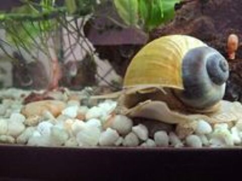  Escargots Laniste aquarium gratuit 