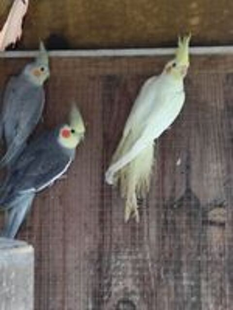  Bonjour deux femelles Calopsitte 