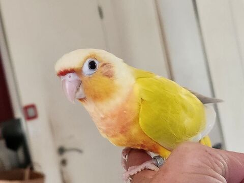 Conure de molinae mooncheek 400 77240 Vert-saint-denis