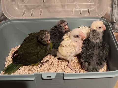 Kakarikis eam 100 07200 Aubenas