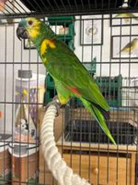   Perroquet amazone  
