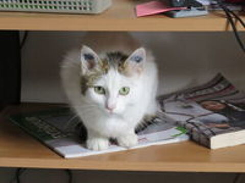   LADY femelle blanche et tigrée 11 ans 