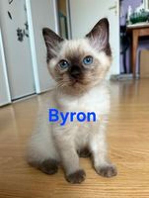   Chatons ragdolls  