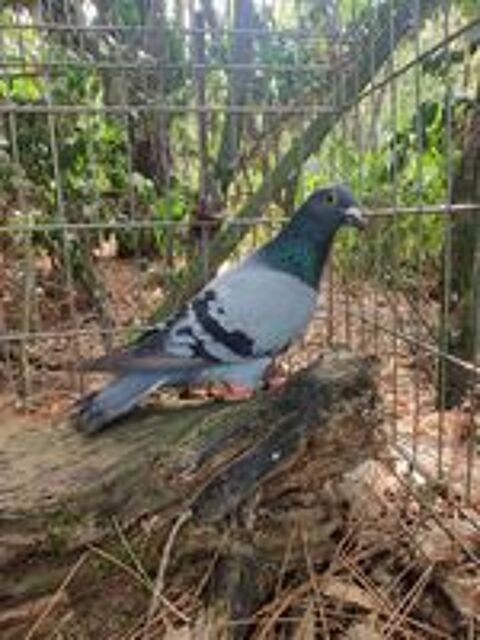   Pigeon type voyageurs  