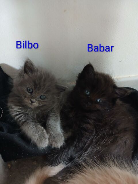 6 chatons maines coon crois&eacute;s persan (4 males et 4 femelles) 700 61200 Sarceaux