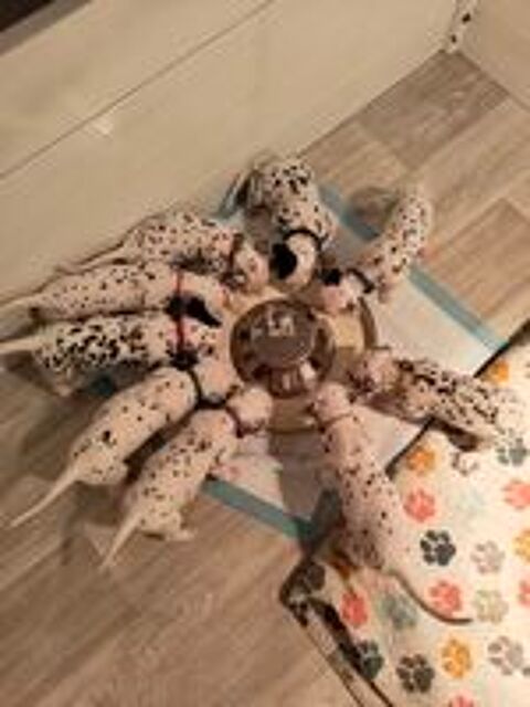   chiots Dalmatien 
