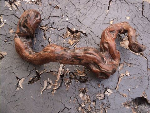 Tire-Bouchon Cep de Vigne Vigne Vin Oenologie Collection. 25 Loches (37)