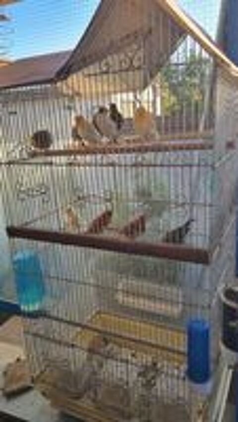   canari de l annee 