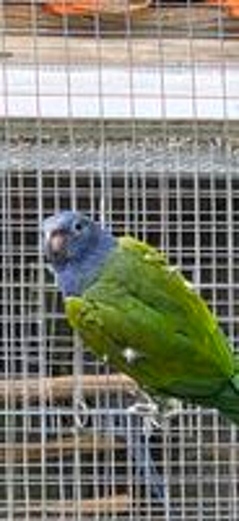   perroquet pione 