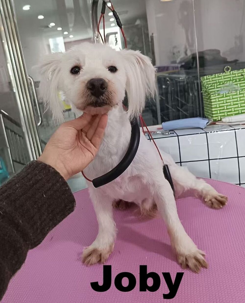   JOBY SE TROUVE DANS UN REFUGE EN CHINE 