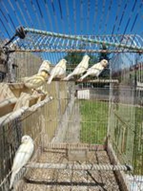   Canaris  
