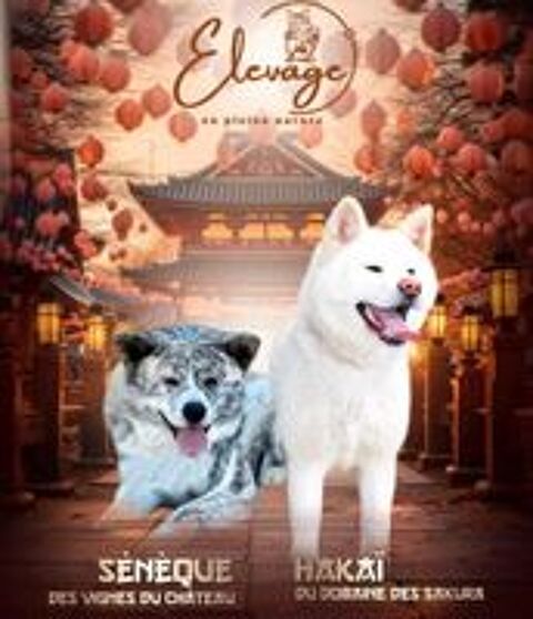   🐺 Akita Inu LOF haut de gamme – Blanc 🤍 bringé 🩶 Roux 🧡 – Tests santé RAS 🩺 – Origines japonaises prestigieuses 
