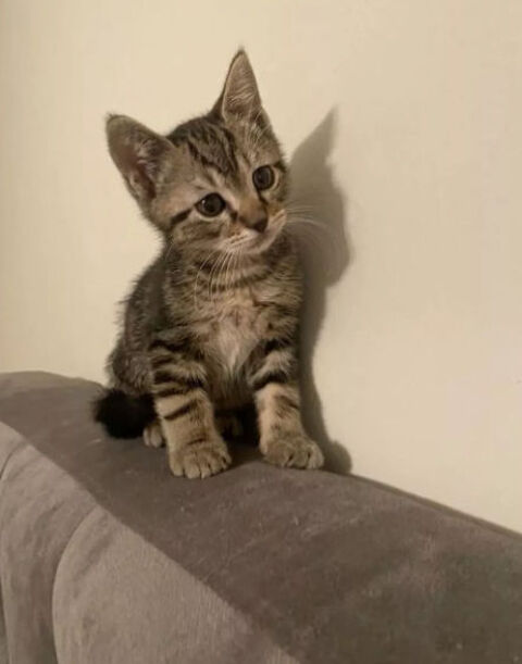 Famille recherche chaton sevré Vienne 0 38200 Vienne