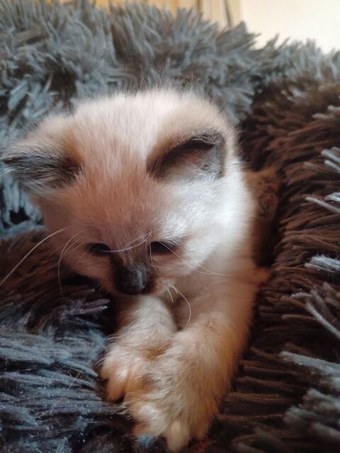 A réserver chatons type Sacré de Birmanie non lof 750 85180 Chteau-d'olonne