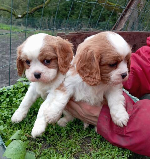 Cavalier king charles LOF 1300 57580 R�milly