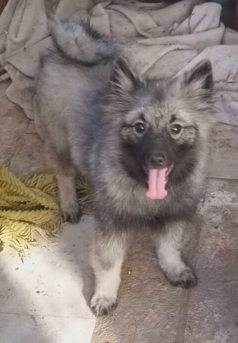Magnifiques SPITZ Allemand Loup 990 36120 Pruniers