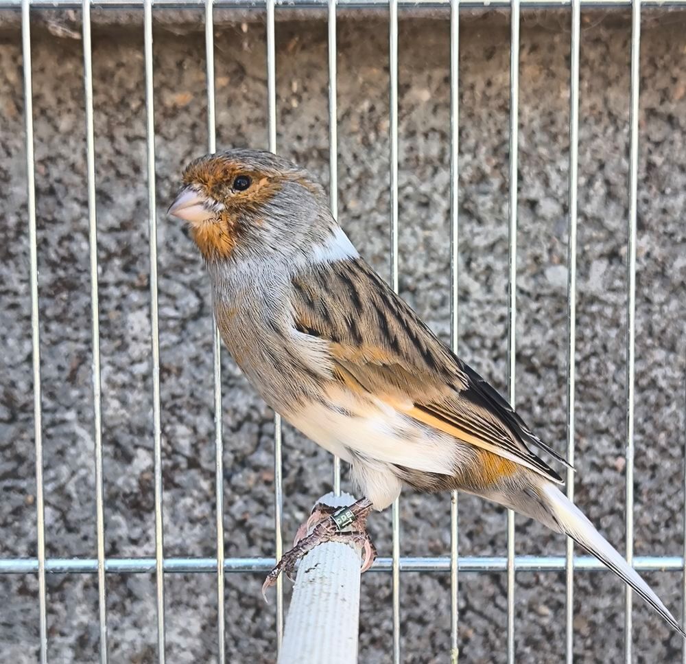   Canari  
