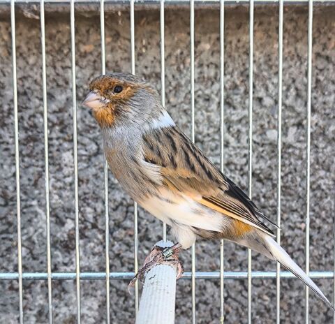 Canari 25 85480 Thorigny