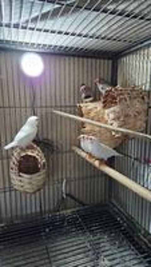   Couple d Oiseaux Mandarin gris ou blanc  