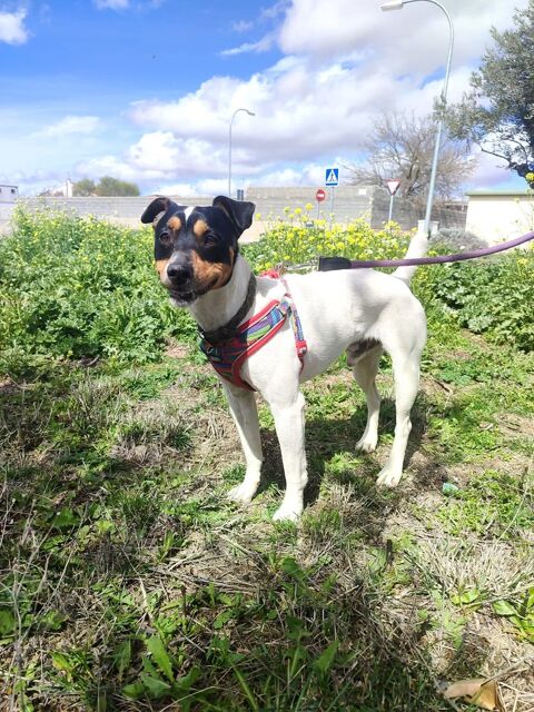 CHICO  petit format de  7 kg d'amour et de tendresse à adopter 315 24140 Douville