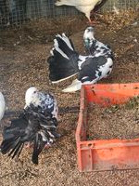   Pigeon paon 