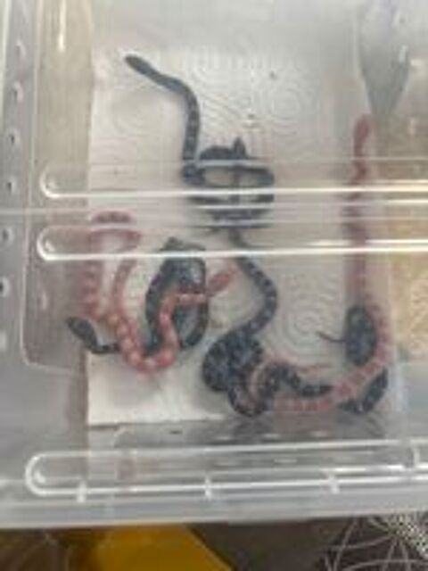   serpents des blés Pantherophis guttatus 